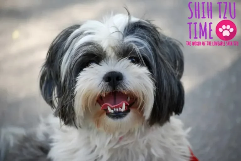 Shih Tzu Dental Care