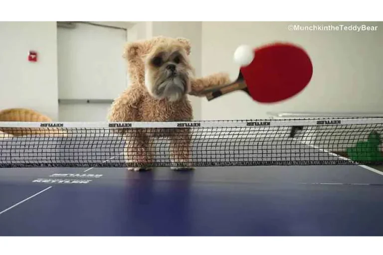 The Ping-Pong Champion Shih Tzu