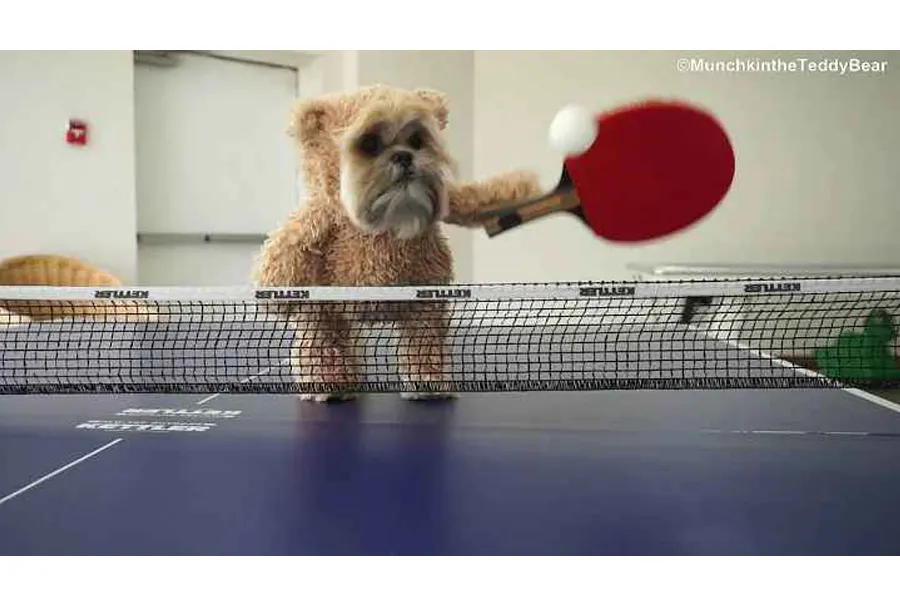 The Ping-Pong Champion Shih Tzu