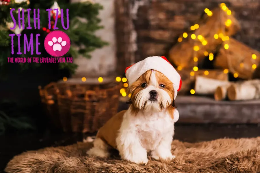 Shih Tzu Christmas Dogs Safety