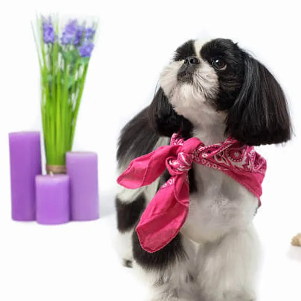 Shih Tzu Christmas Home & Decor Dangers - Candles & tealights