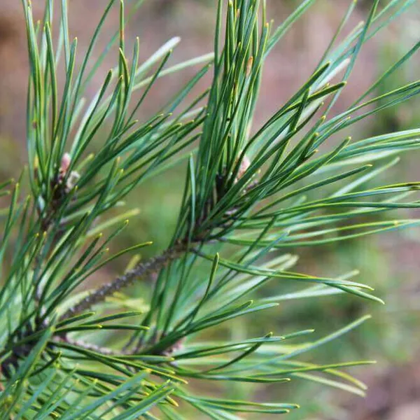 pine needles are toxic for Shih tzu dogs Shih Tzu Christmas Home & Decor Dangers - Christmas Pine needles