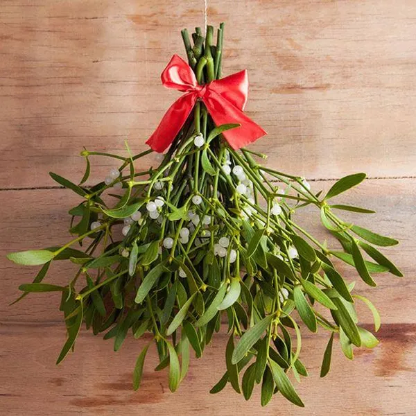 Mistletoe Poisonous for dogs Shih Tzu Christmas Home & Decor Dangers - Christmas Plants like Poinsettias, Mistletoe or Christmas Roses