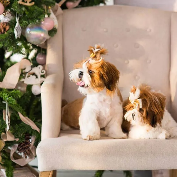 Shih tzus and Christmas Decorations Shih Tzu Christmas Home & Decor Dangers - General Christmas Decorations