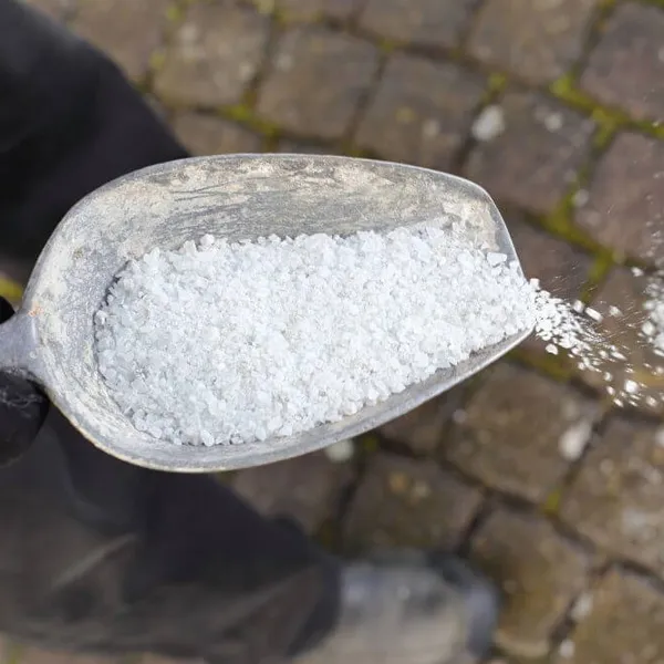Shih Tzu Christmas Home & Decor Dangers - Road salt & antifreeze