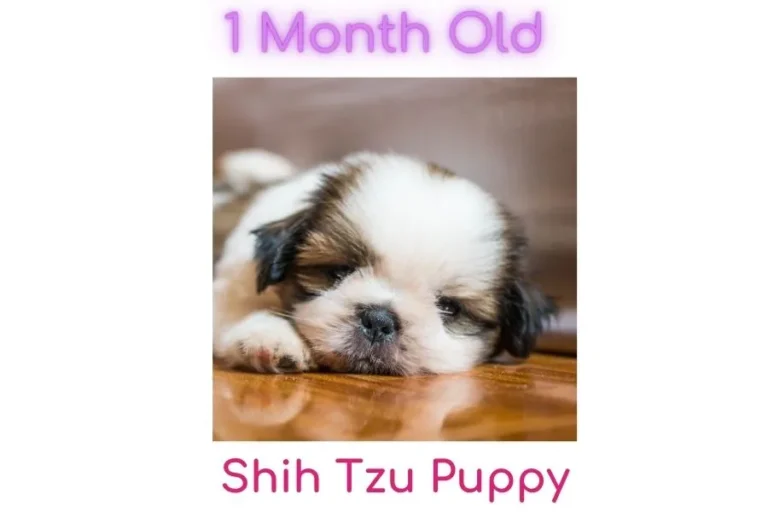 1 month old shih tzu puppy