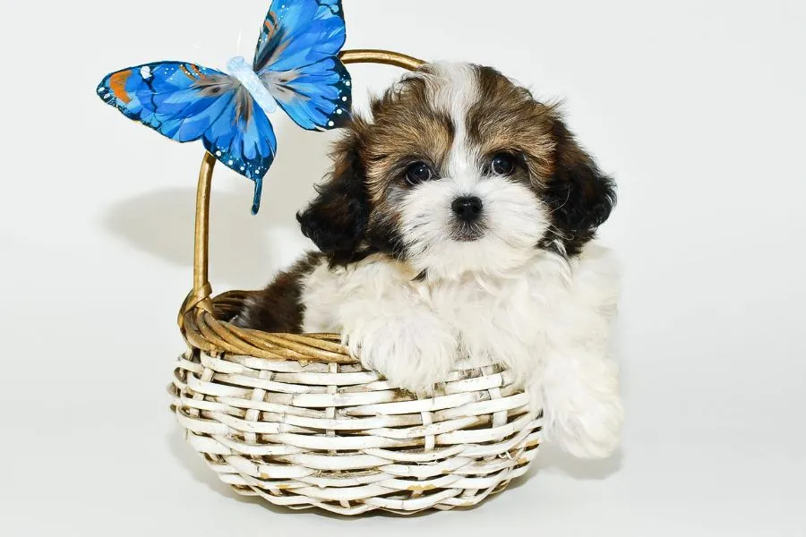 1 month shih tzu puppy care