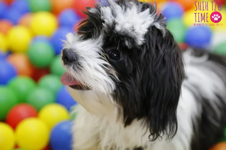 Black and White Shih Tzu