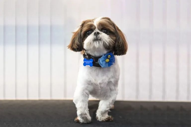 Help Bertie Run Again
