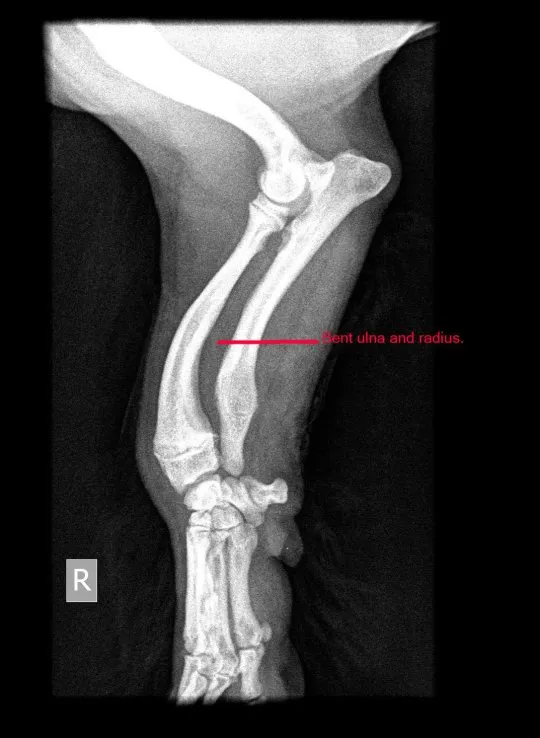 Help Bertie Run Again - x-ray