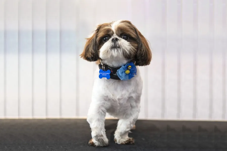Help Bertie Run Again