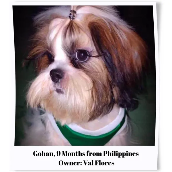 Shih Tzu Eyelashes - Gohan
