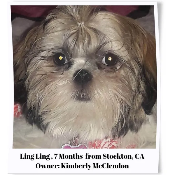 Shih Tzu Eyelashes - Ling Ling
