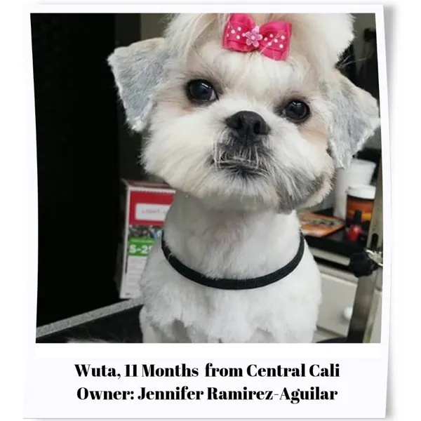 Shih Tzu Eyelashes - Wuta