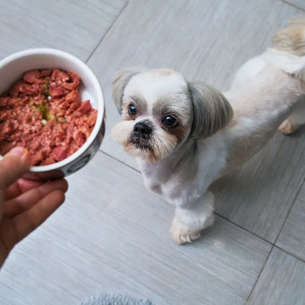 Shih Tzu - Food Assessment