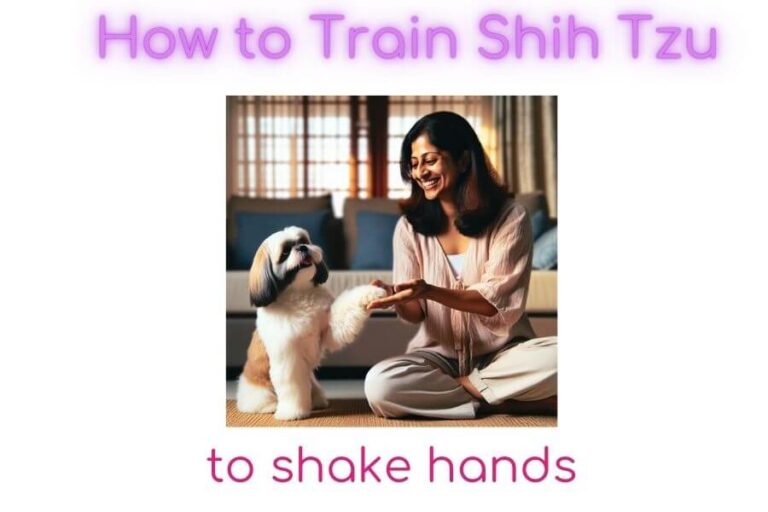 how to train shih tzu to shake hands