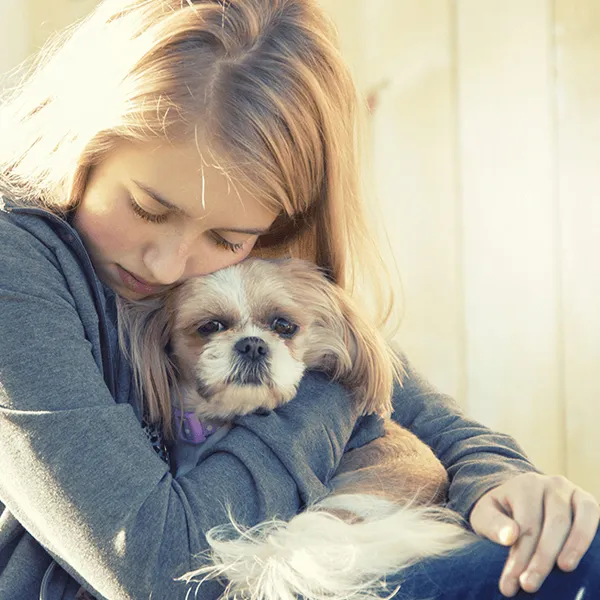 Keeping Your Shih Tzu Safe During the Heat Cycle