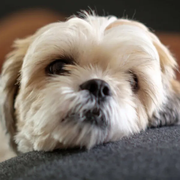 Shih Tzu caring tips when in heat