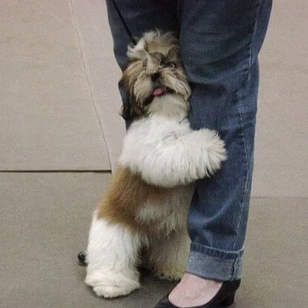 Shih Tzu Anxiety Symptoms