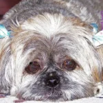 Shih Tzu - Understanding Anxiety and its Symptoms