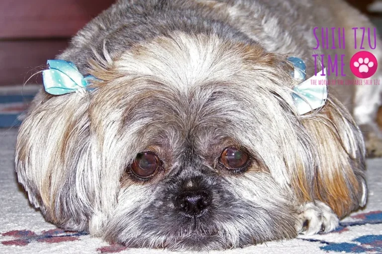 Shih Tzu - Understanding Anxiety and its Symptoms