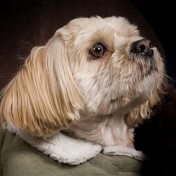Shih Tzu and Anxiety