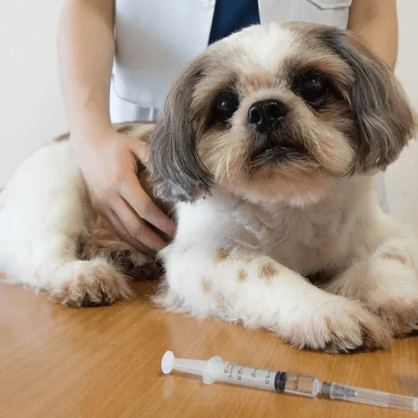 Shih Tzu - Cost of vaccination