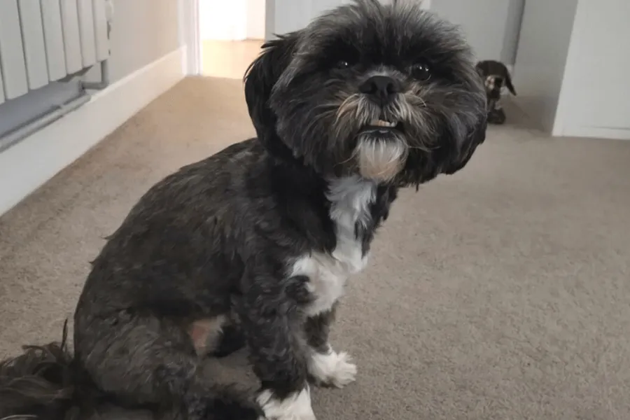 Shih Tzu - Introducing Coco