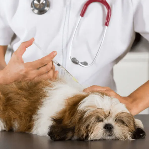 Shih Tzu - Polyvalent Vaccine