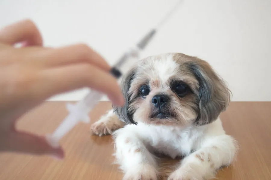 Shih Tzu Vaccination – All You Need To Know