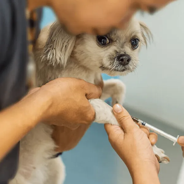 Shih Tzu being vaccinated