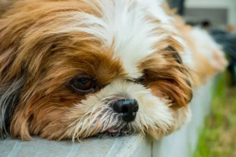 Shih Tzu Constipated Causes and Solutions