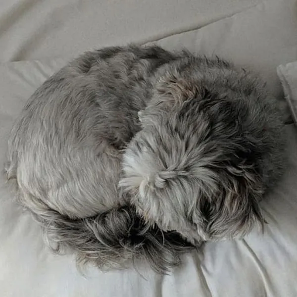Shih Tzu Curled Up Like A Ball