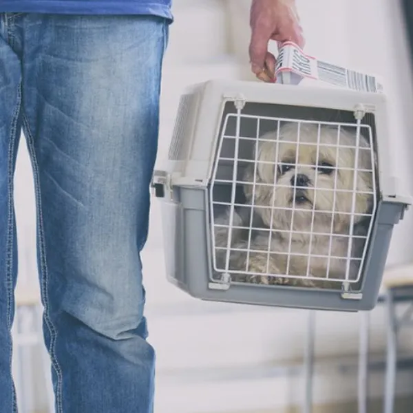 Shih Tzu - Dog Carrier