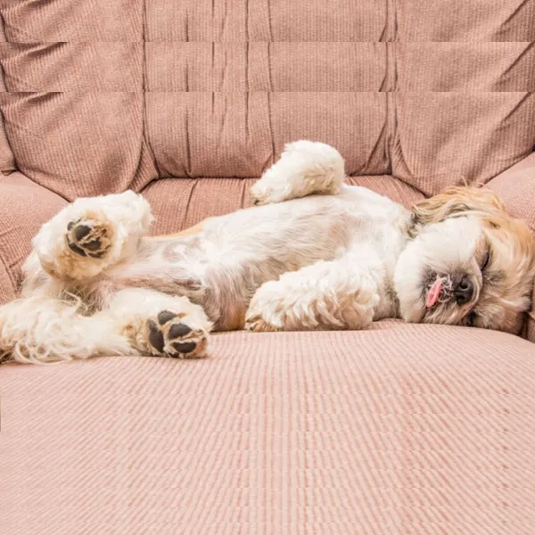 Shih Tzu Legs Up and Crazy