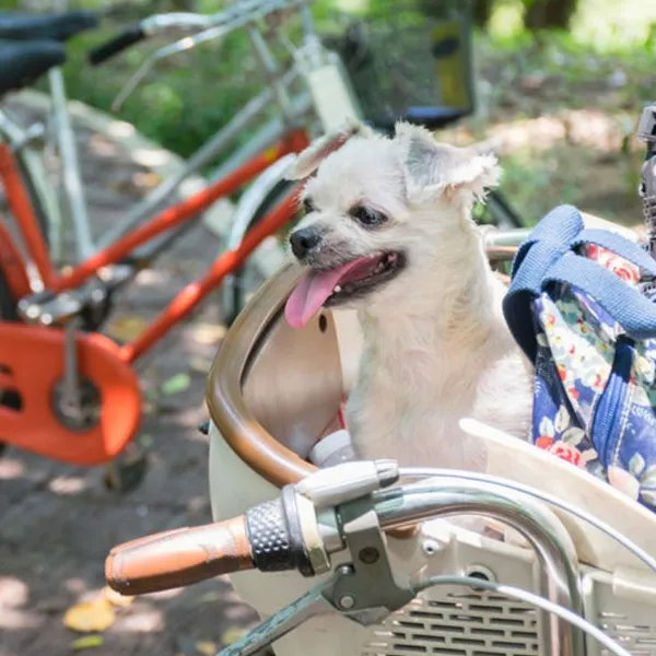 Shih Tzu Mix Breed Risks