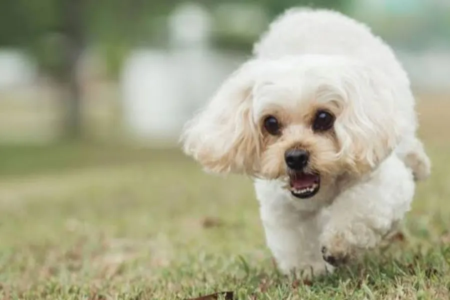 Shih Tzu Mix Breeds - All You Need To Know
