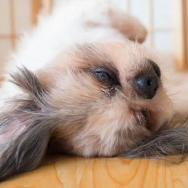 Shih Tzu Polyphasic Sleepers