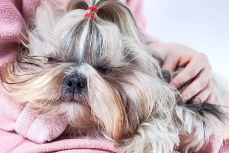 Shih Tzu Sleeping Behaviors and Disorders