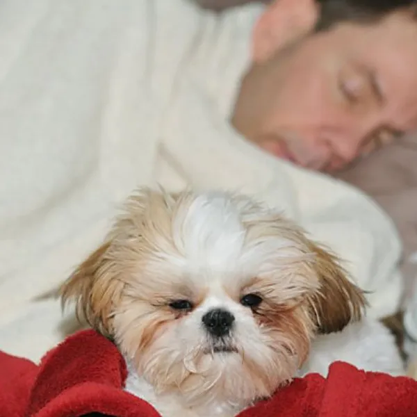 Shih Tzu Social Sleepers