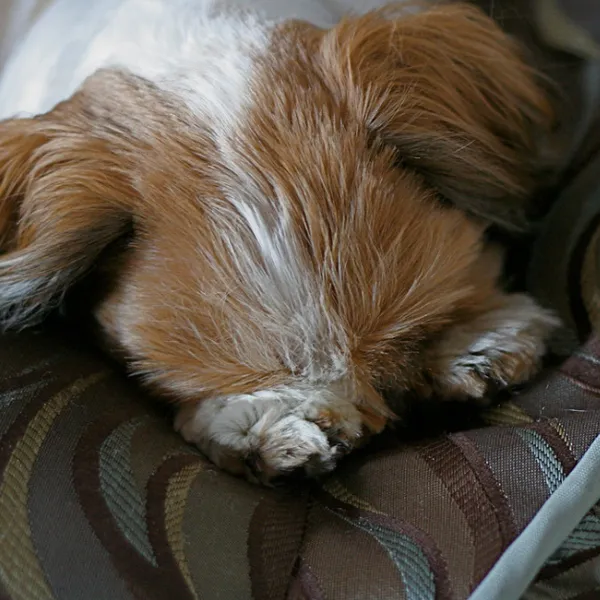 Shih Tzu Superman Posture