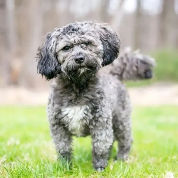 Shih Tzu Veterinarian Appointment