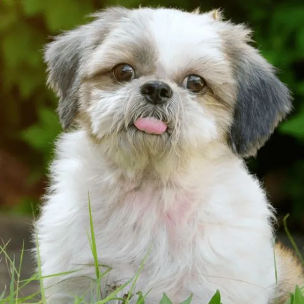 Shih Tzu - What to do if suffering from constipation