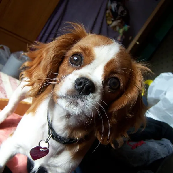 Shih Tzu and Cavalier King Charles Spaniel mix breed
