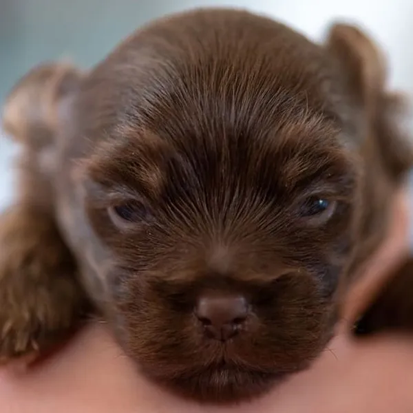 Shih Tzu and French Bulldog mix breed