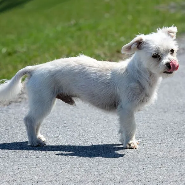 Shih Tzu and Havanese mix breed