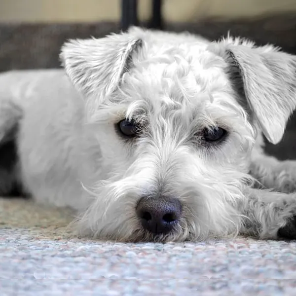 Shih Tzu and Jack Russell Terrier mix breed