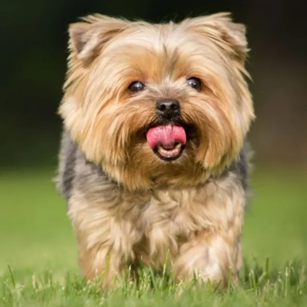 Shih Tzu and Yorkshire Terrier mix breed