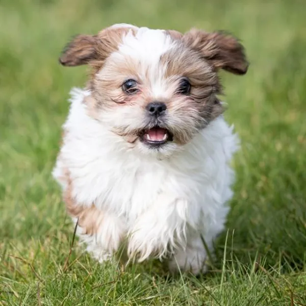 Shih Tzu constipation remedies