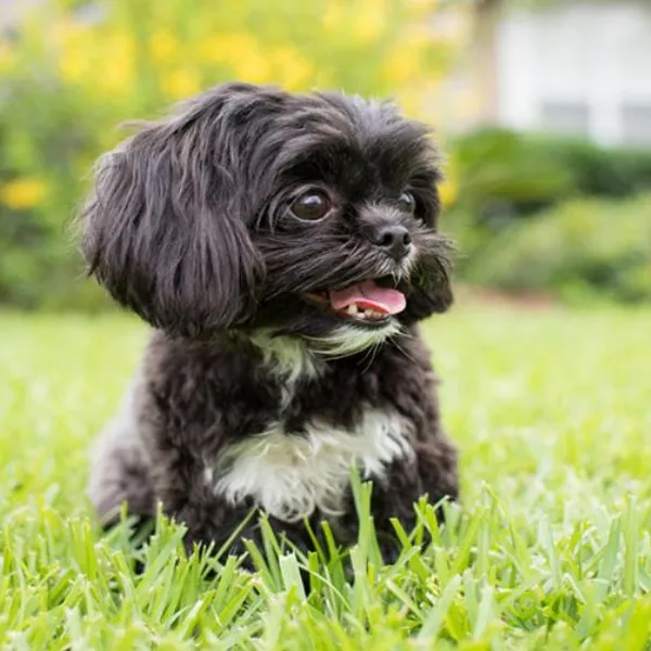 Shih Tzu possible causes of constipation